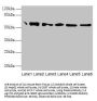Protein Disulfide-Isomerase / PDI (P4HB) Antibody