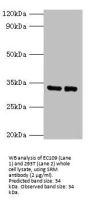 Spermidine Synthase (SRM) Antibody