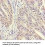 Spermidine Synthase (SRM) Antibody