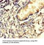 Spermidine Synthase (SRM) Antibody