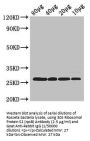 30S Ribosomal Protein S2 (rpsB) Antibody