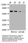 Serum Albumin (ALB) Antibody