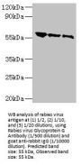 Rabies Virus Glycoprotein (RABV G) Antibody