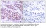 Apoptosis Regulator Bcl-X Phospho-Ser62 (BCL-XL pS62) Antibody