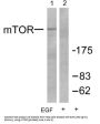 mTOR (pS2448) Antibody