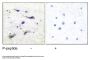mTOR (pS2448) Antibody