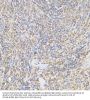 Suppressor of Cytokine Signaling 1 (SOCS1) Antibody