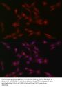 Suppressor of Cytokine Signaling 1 (SOCS1) Antibody