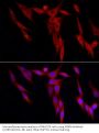 WD Repeat-Containing Protein 6 (WDR6) Antibody