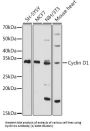 Cyclin D1 (CCND1) Antibody