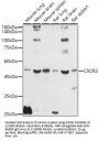 Interleukin 8 Receptor Beta / IL8RB (CXCR2) Antibody