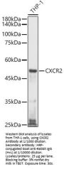 Interleukin 8 Receptor Beta / IL8RB (CXCR2) Antibody