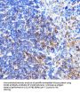 Interleukin 8 Receptor Beta / IL8RB (CXCR2) Antibody
