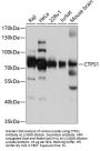 CTP Synthase 1 (CTPS) Antibody