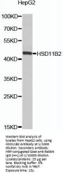 Corticosteroid 11-Beta-Dehydrogenase Isozyme 2 (HSD11B2) Antibody