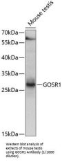 Golgi SNAP Receptor Complex Member 1 (GS28) Antibody