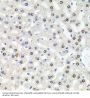 U2 SnRNP Associated SURP Domain Containing / SR140 (U2SURP) Antibody