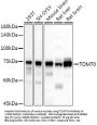 Mitochondrial Import Receptor Subunit TOM70 (TOMM70) Antibody