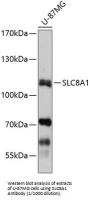 Na(+)/Ca(2+)-Exchange Protein 1 (NCX1) Antibody