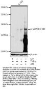 MAP3K5 (pS83) Antibody