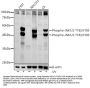 JNK1 / 2 (pT183 / Y185) Antibody