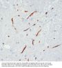 NOS3 (pS1177) Antibody