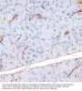NOS3 (pS1177) Antibody