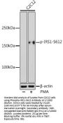 IRS1 (pS612) Antibody