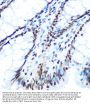 IRS1 (pS612) Antibody