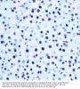 IRS1 (pS612) Antibody