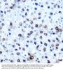 IRS1 (pS612) Antibody