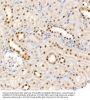 EIF4EBP1 (pT36) Antibody