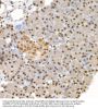 EIF4EBP1 (pT36) Antibody