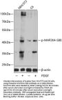 MAP2K4 (pS80) Antibody
