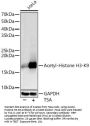 Histone H3 Acetyl-Lys9 (H3 AcK9) Antibody