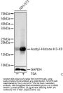 Histone H3 Acetyl-Lys9 (H3 AcK9) Antibody