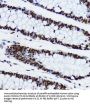 Histone H3 Acetyl-Lys9 (H3 AcK9) Antibody