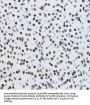 Histone H3 Acetyl-Lys9 (H3 AcK9) Antibody