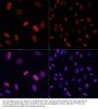 Histone H3 Acetyl-Lys9 (H3 AcK9) Antibody