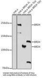 Bromodomain-Containing Protein 4 (BRD4) Antibody
