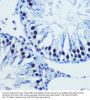 Bromodomain-Containing Protein 4 (BRD4) Antibody