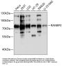 Ran-Binding Protein 3 (RanBP3) Antibody