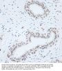 High Mobility Group Protein B1 (HMGB1) Antibody