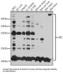 Polyubiquitin-C (UBC) Antibody
