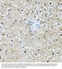 Polyubiquitin-C (UBC) Antibody