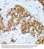 Polyubiquitin-C (UBC) Antibody
