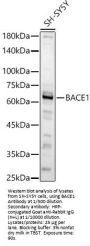 Beta-Secretase 1 (BACE1) Antibody