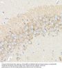 Beta-Secretase 1 (BACE1) Antibody