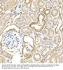 Beta-Secretase 1 (BACE1) Antibody