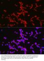 Beta-Secretase 1 (BACE1) Antibody